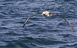 Wandering Albatrossborder=
